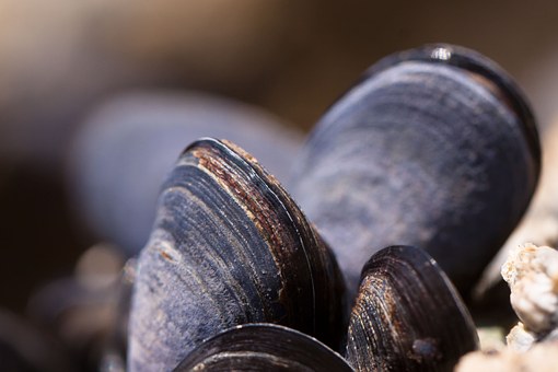 Miesmuscheln - Ein klasse Chrom Lieferant!
