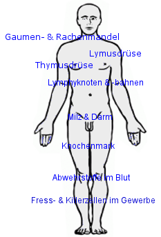 Immunsystem: Schutz durch Vitamin D